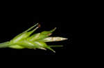 Willdenow's sedge